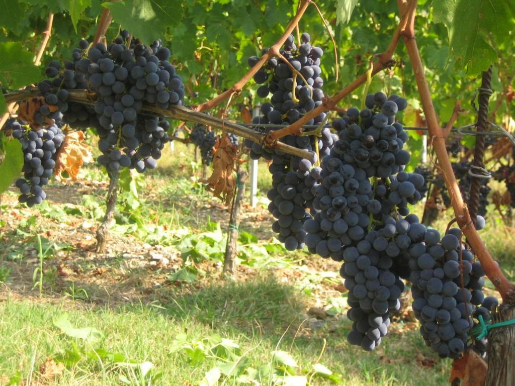 Villa Fattoria Di Rignana Winery Bnb à Greve in Chianti Extérieur photo